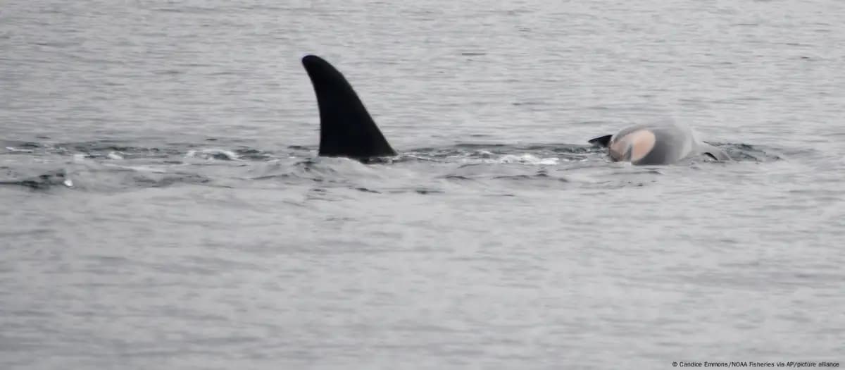 Orca demuestra su duelo maternal por segunda vez
