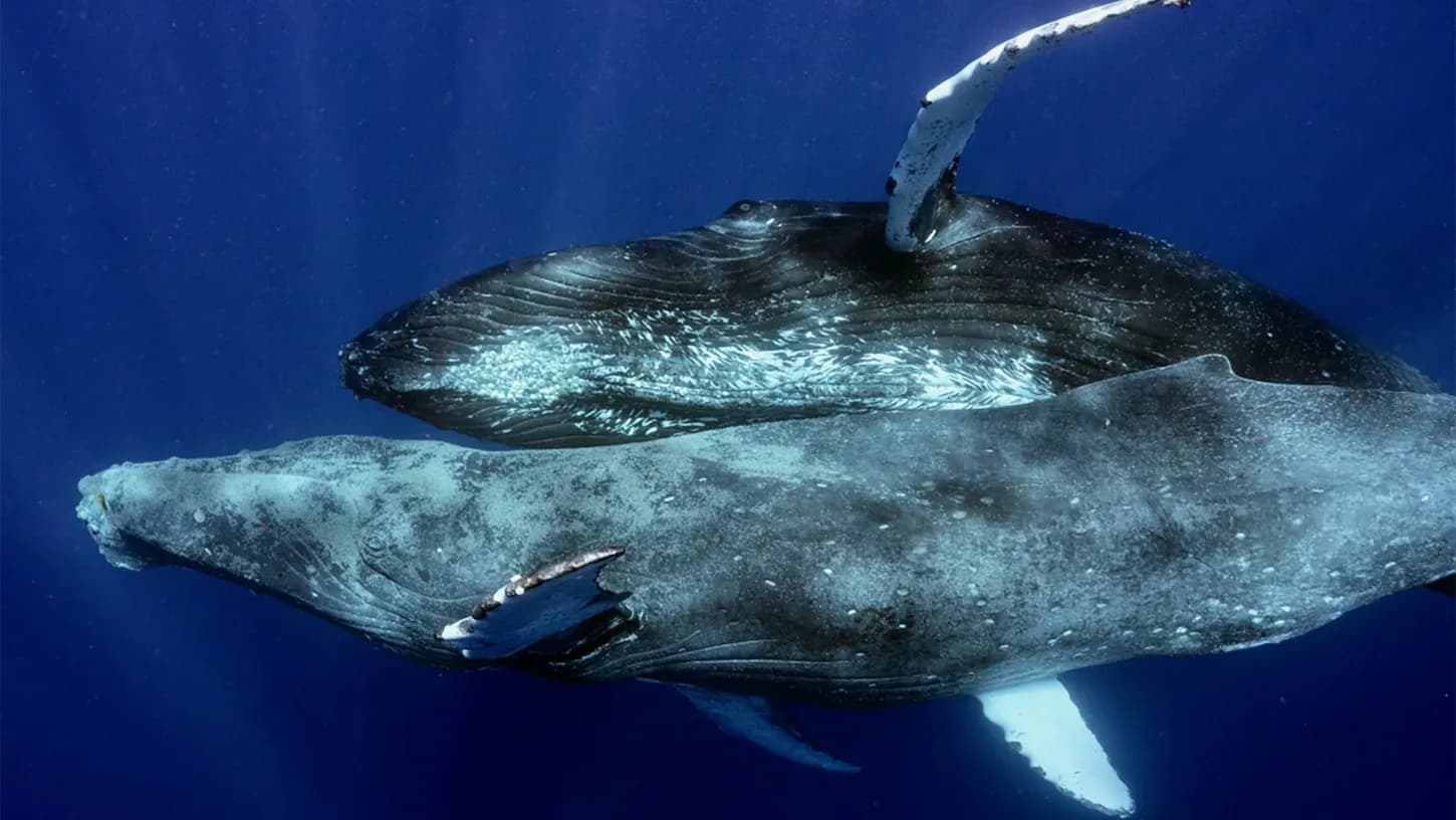 Captan a dos ballenas jorobadas macho apareándose