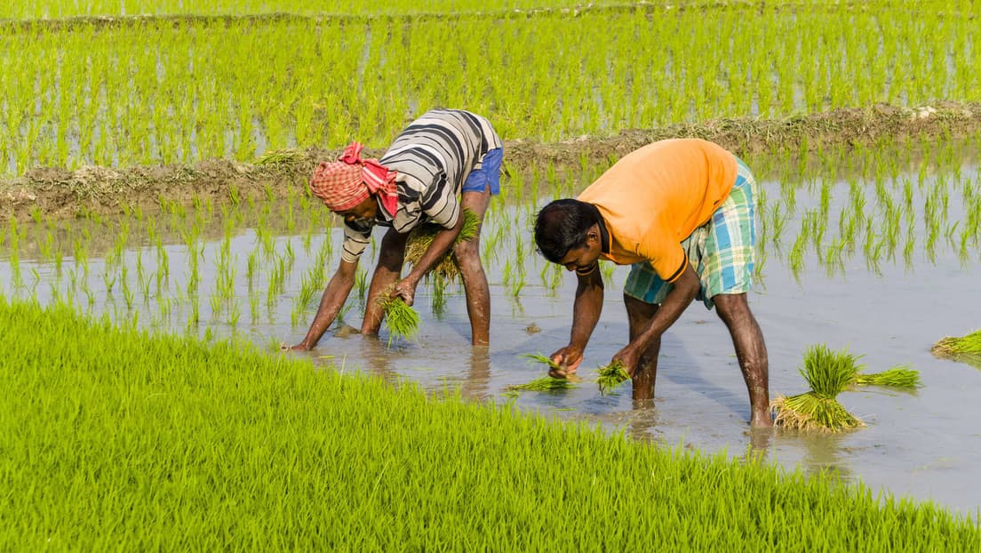 India prohíbe exportar ciertas variedades de arroz