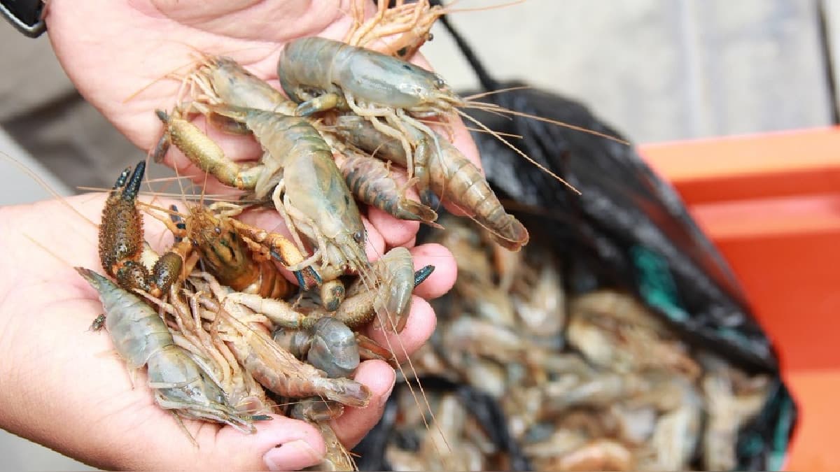 Producción del camarón en la región se redujo en más del 80 %