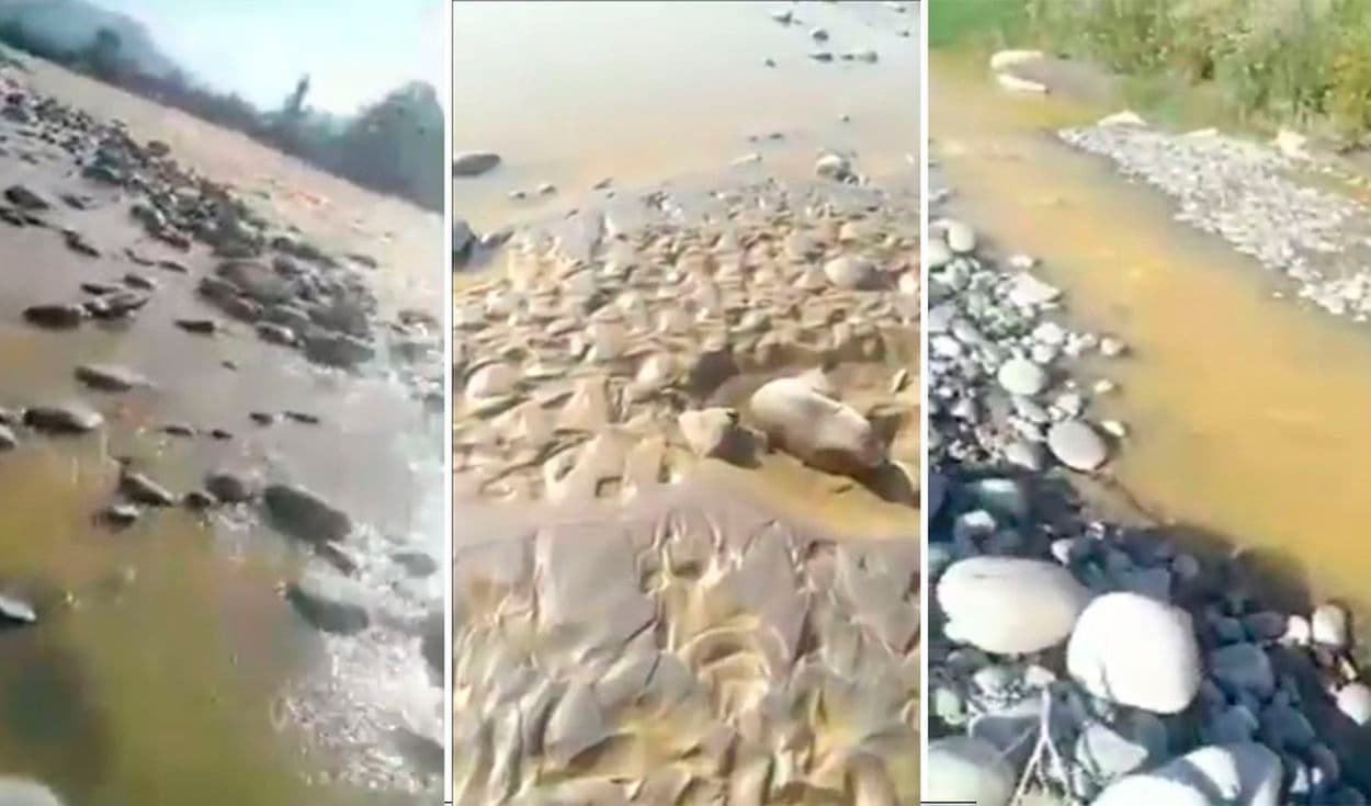 Islay: Contaminación del río Tambo causa ampliación de estado de emergencia