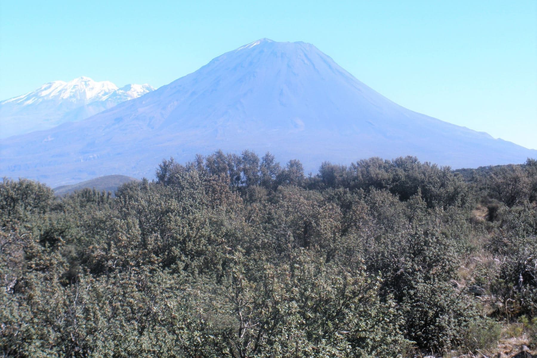 Reforestan bosques de queñua