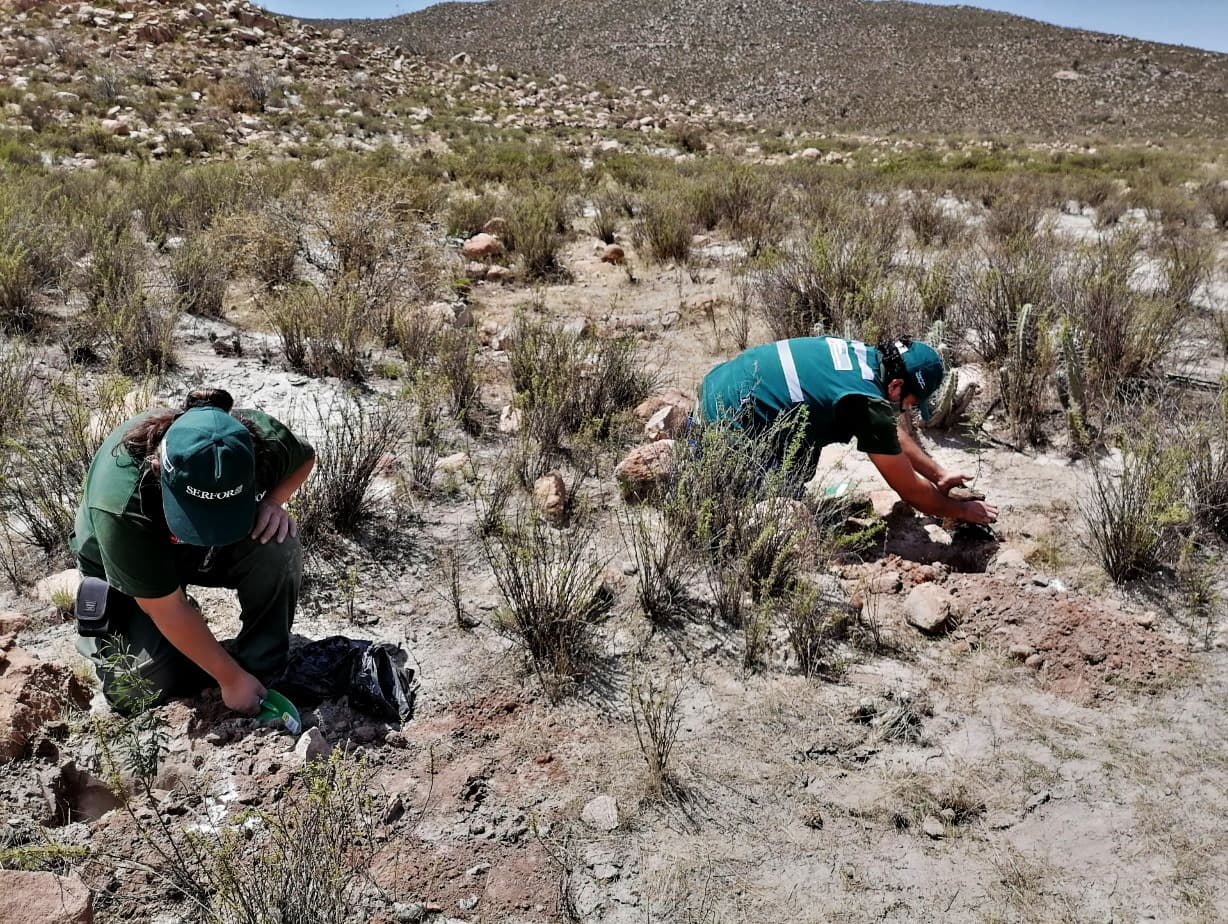 Reforestación en Yarabamba