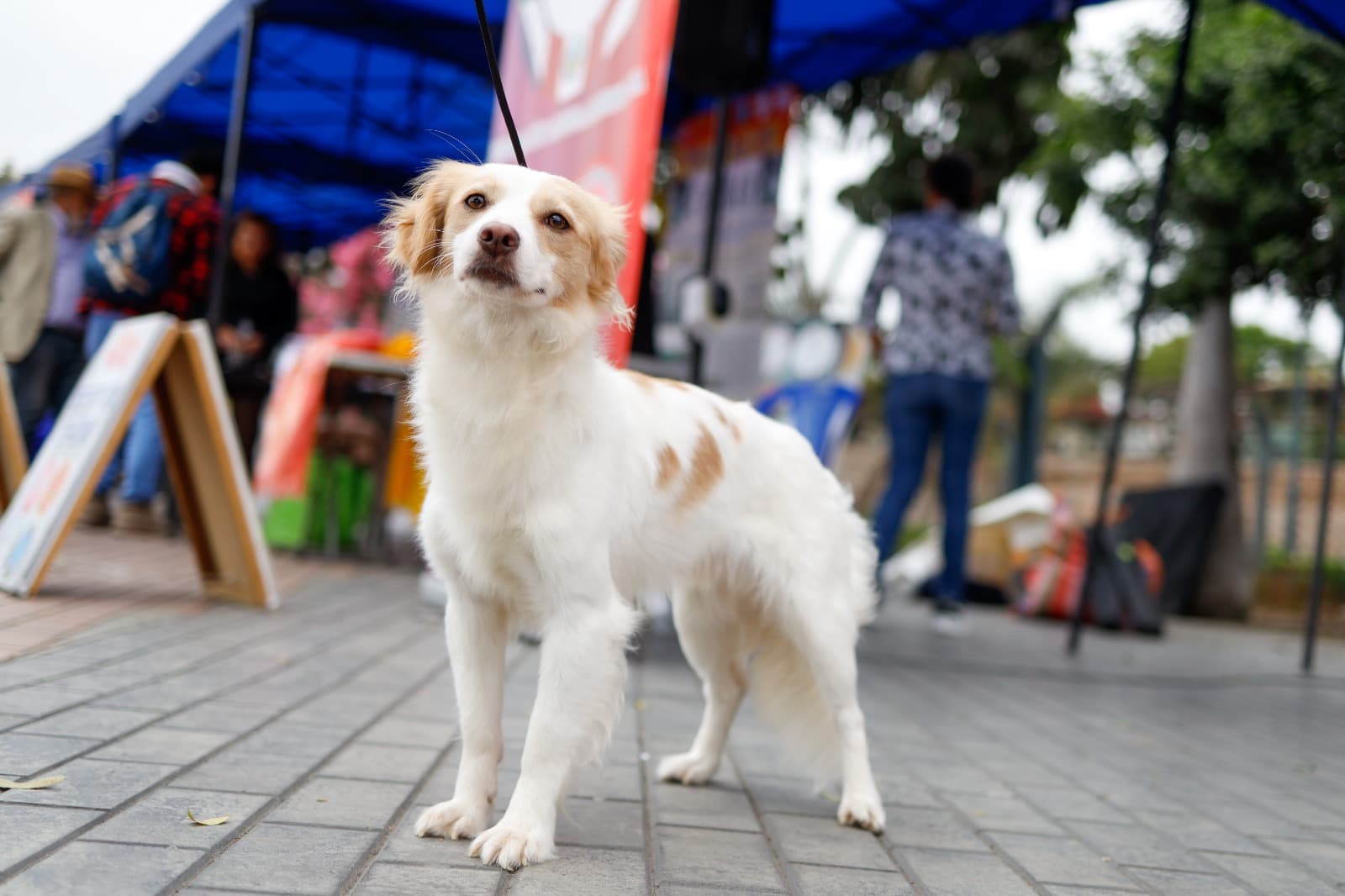 Congreso aprueba declarar al perro Pastor Chiribaya patrimonio cultural