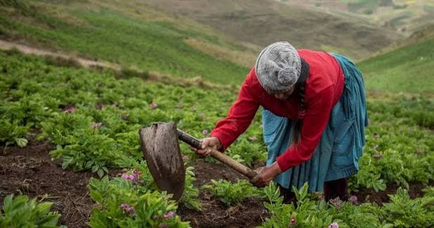 Mujeres conducen solo tres de cada diez unidades agropecuarias