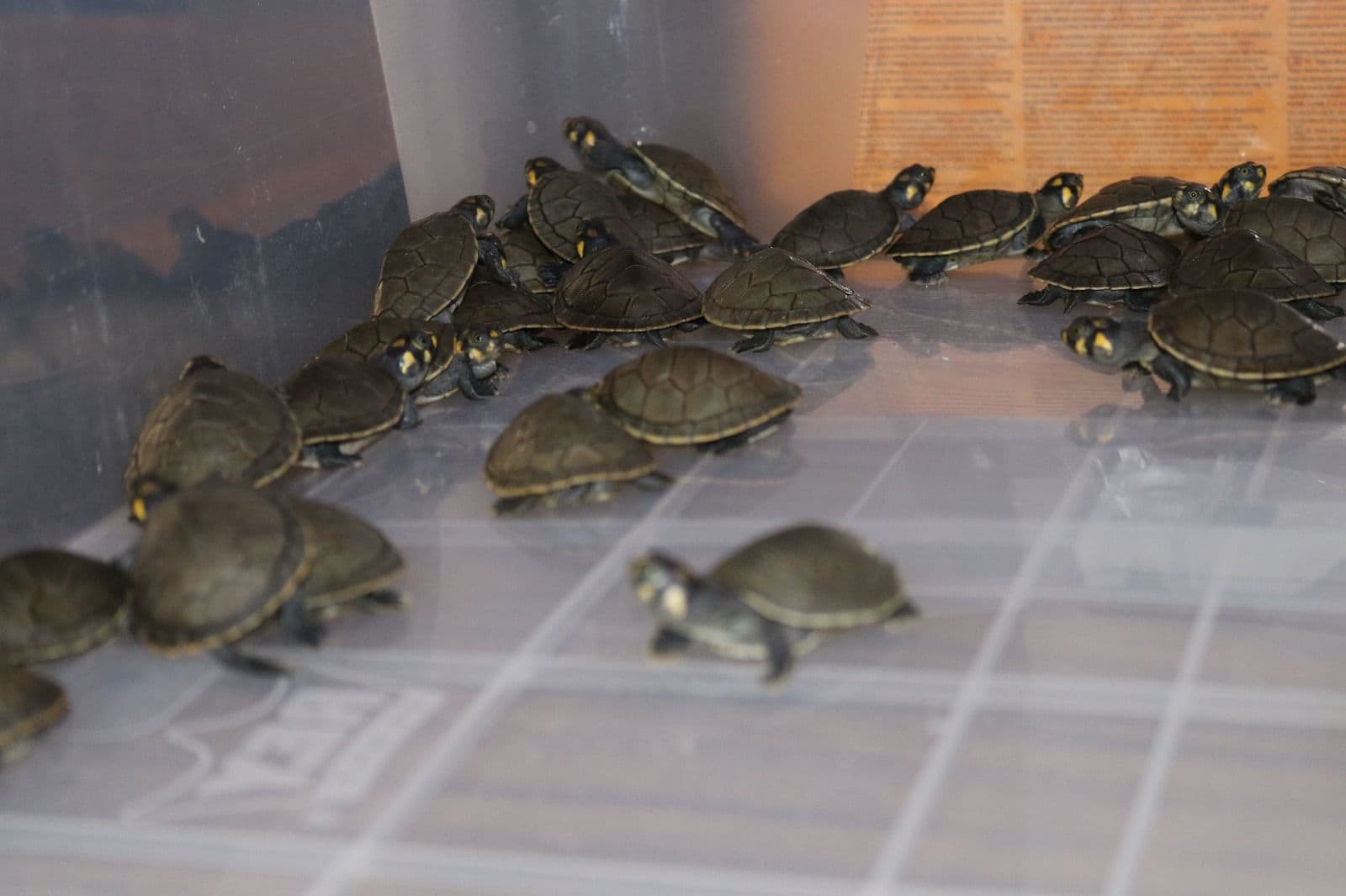 Rescatan 54 tortugas de la selva que eran vendidas en el Avelino