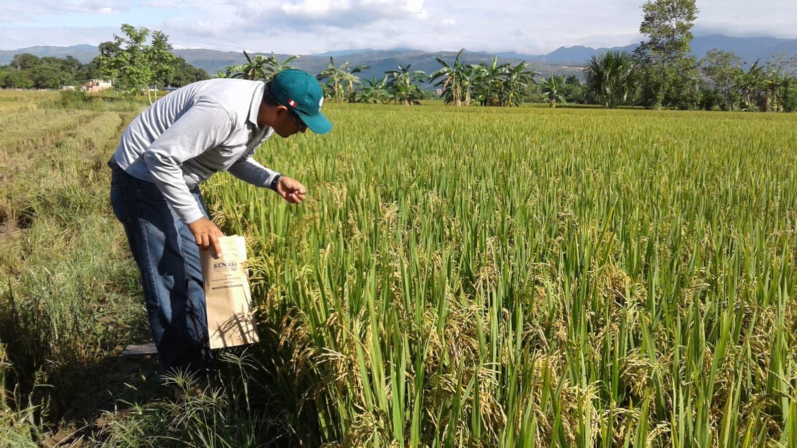 Arroz de Camaná encarecerá por los altos costos de producción