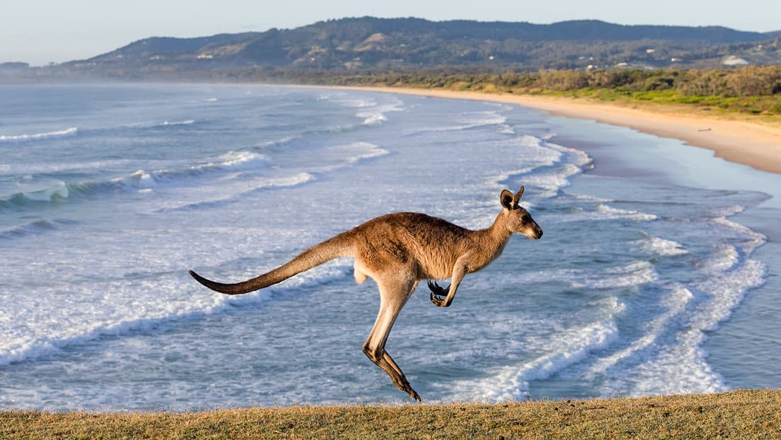 Ecologistas australianos apoyan la caza de canguros