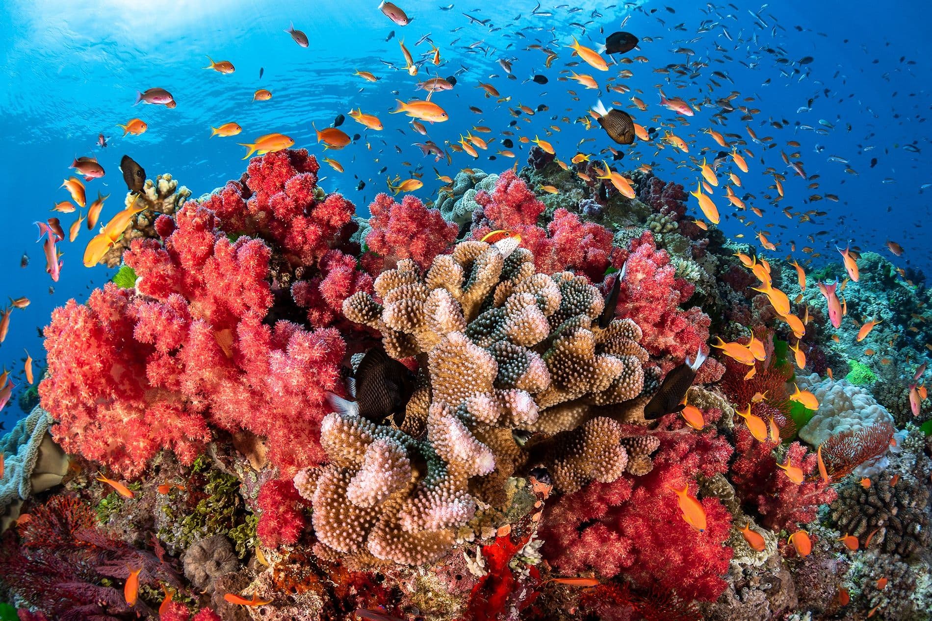 Corales en peligro por altas temperaturas en los océanos