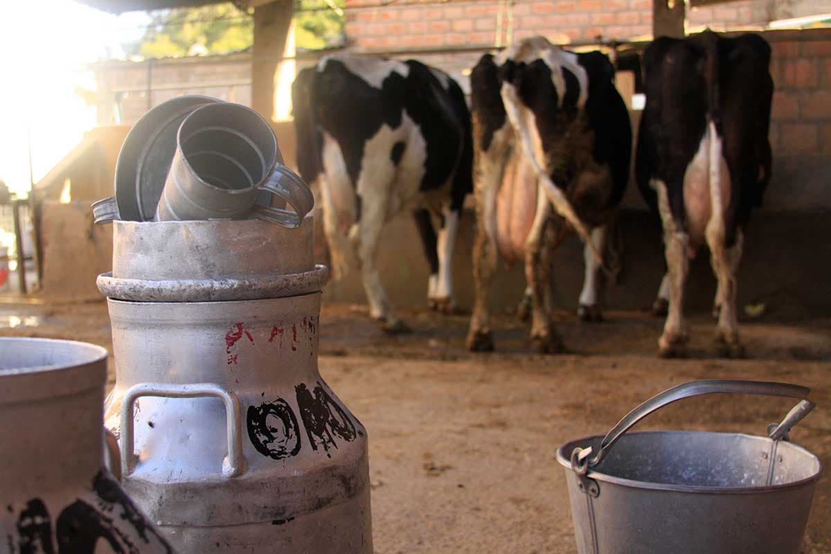Suspenden acopio de leche a ganaderos por paro de mineros
