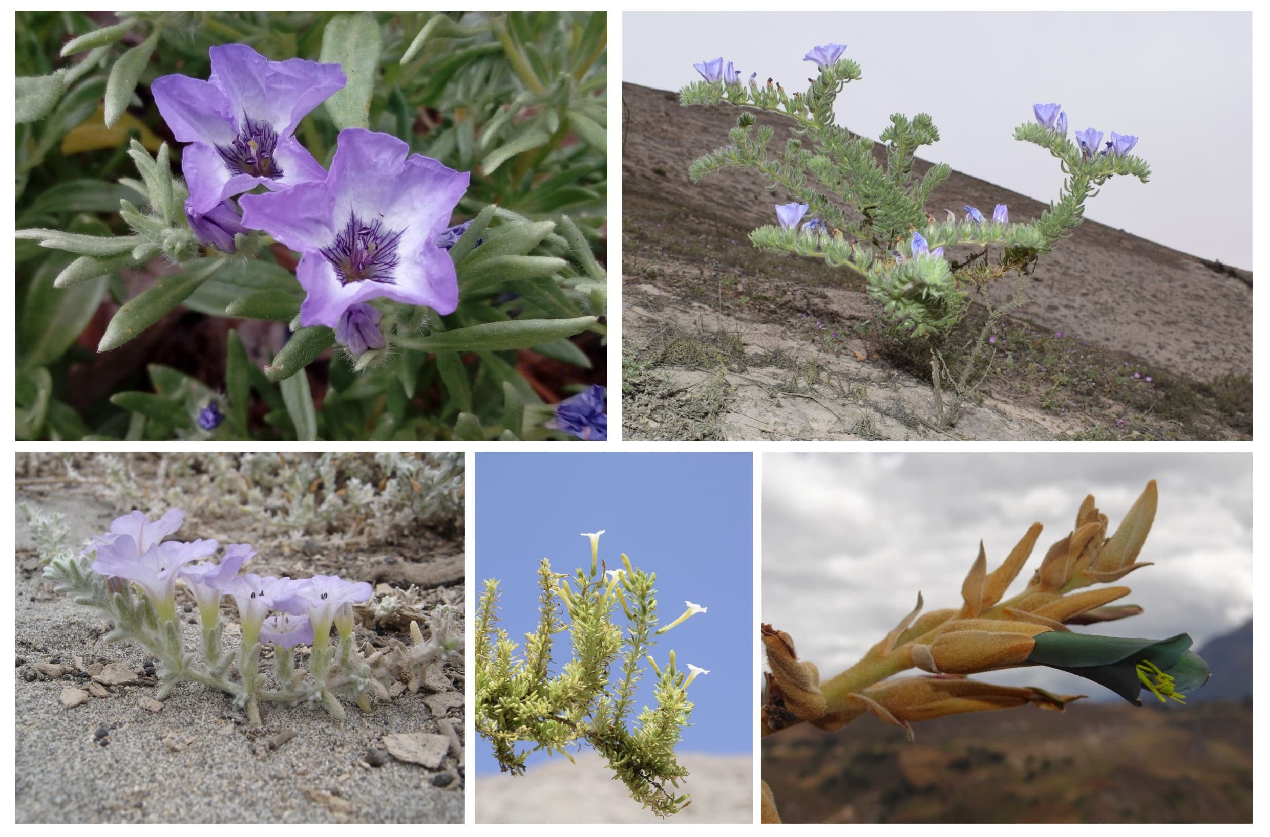 Investigadores descubren 5 nuevas especies vegetales
