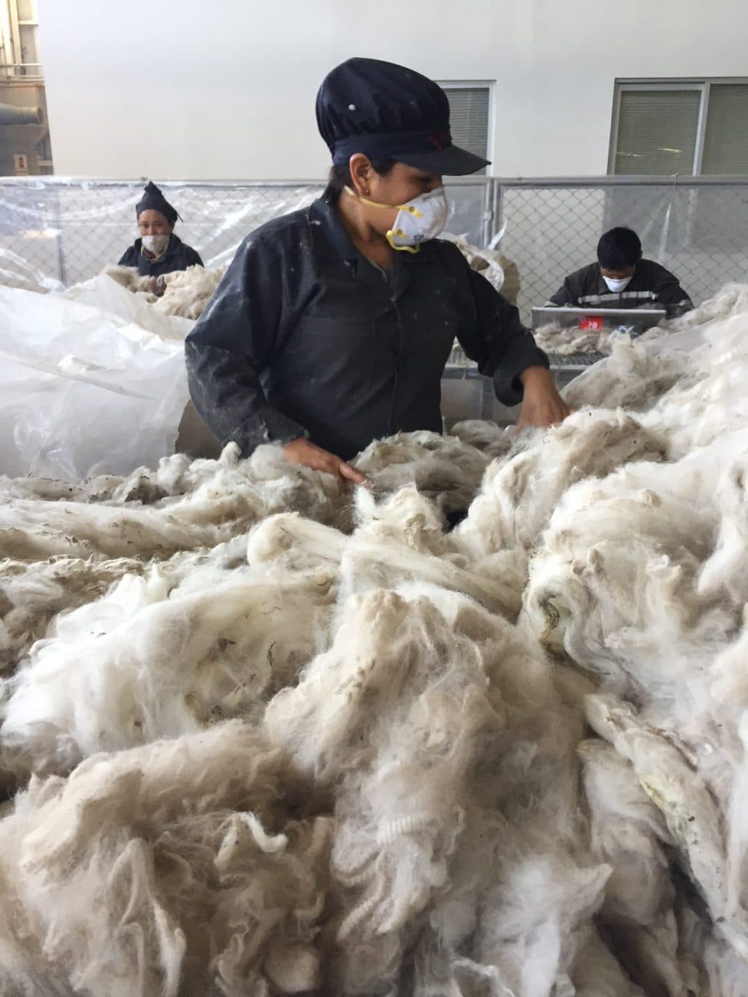 Buscan optimizar producción de fibra de alpaca en 4 provincias