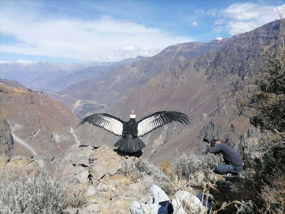 El cóndor “Sinchi” recorrió 530 kilómetros a un mes de su liberación