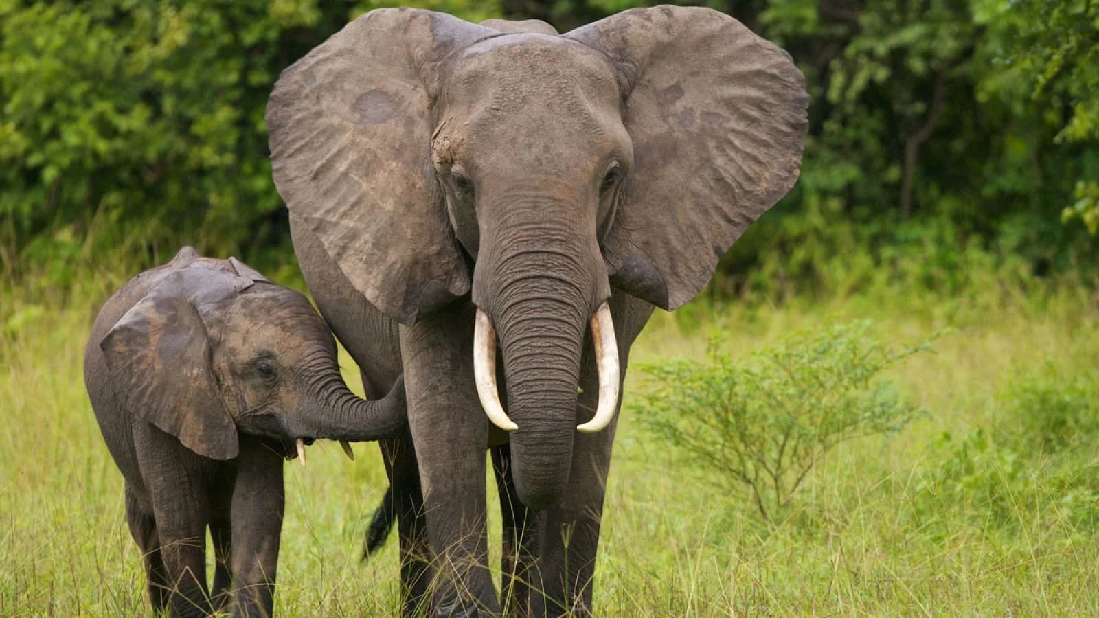Un turista español falleció tras ser pisoteado por un elefante en Sudáfrica