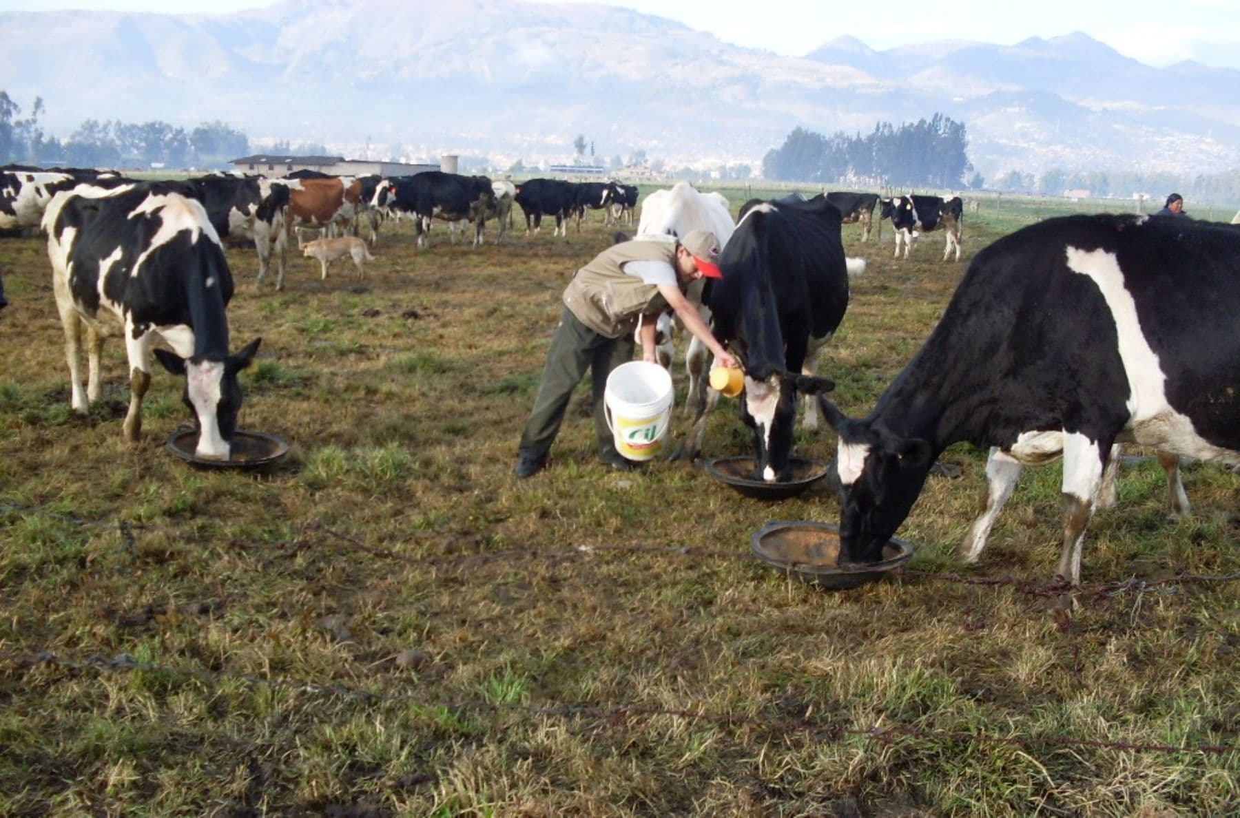 Se acaba el forraje para la producción de carne y leche