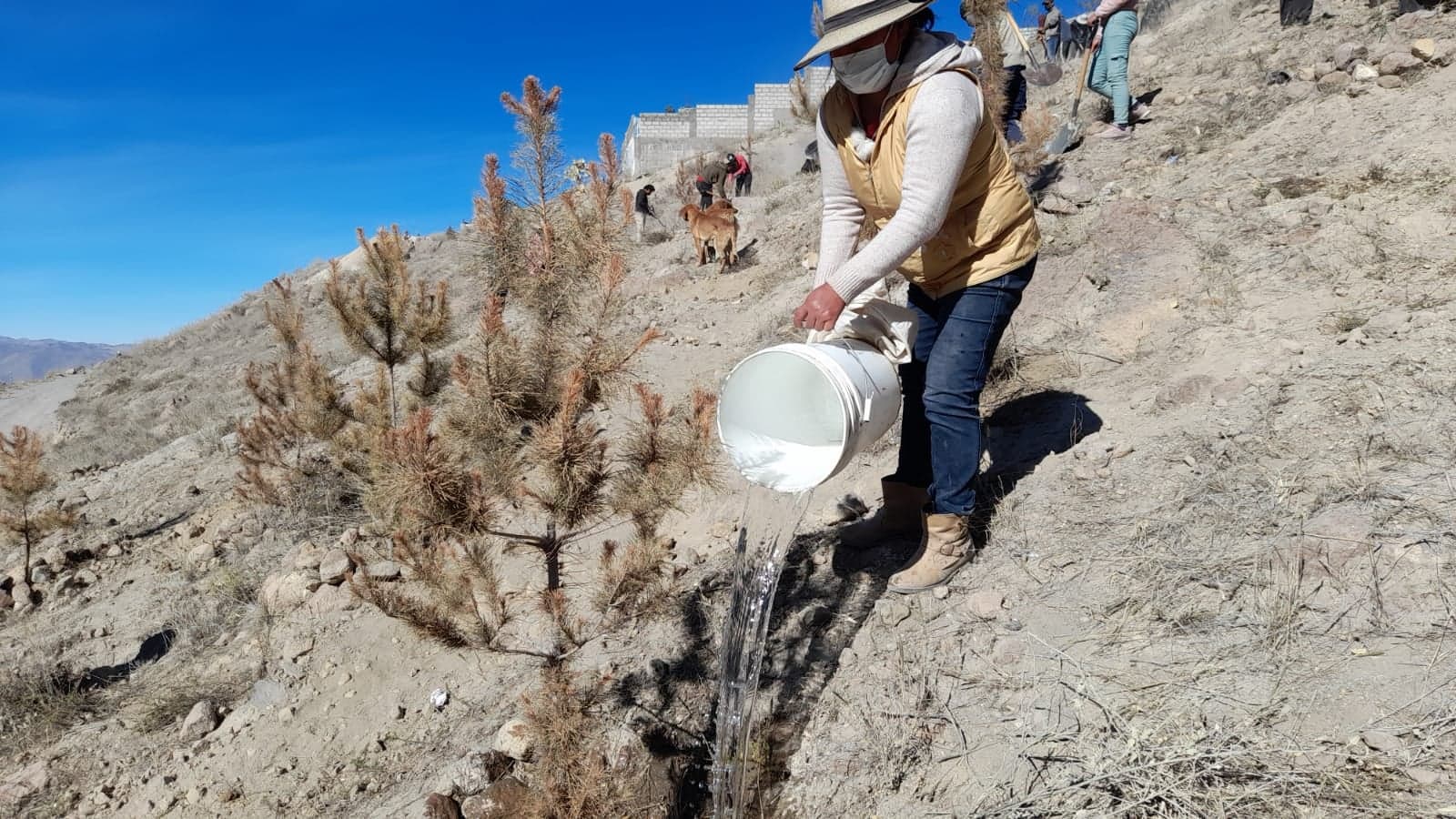 Realizan forestación con 1000 Árboles