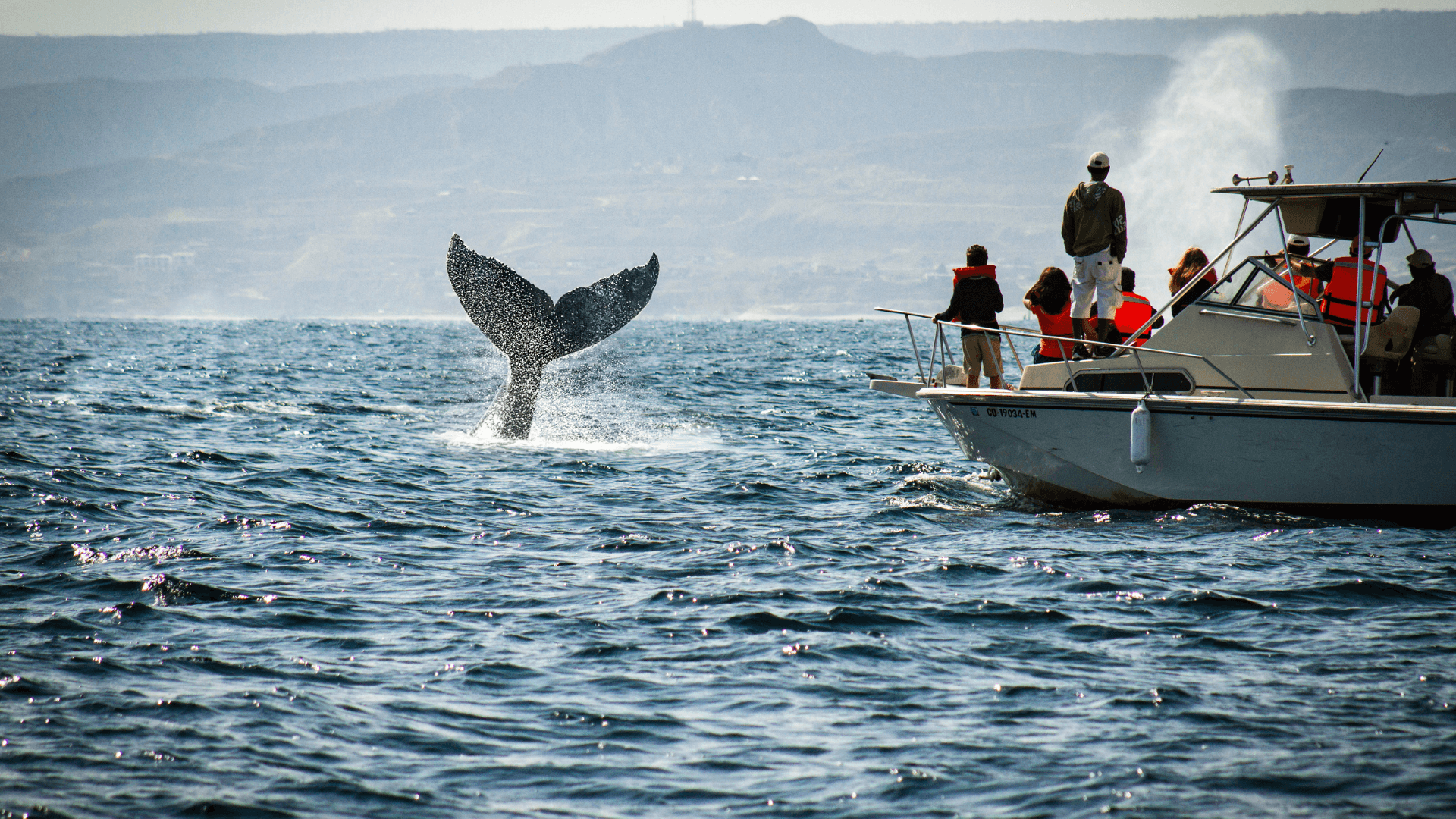 Temporada de avistamiento de ballenas 2026 fue aperturada