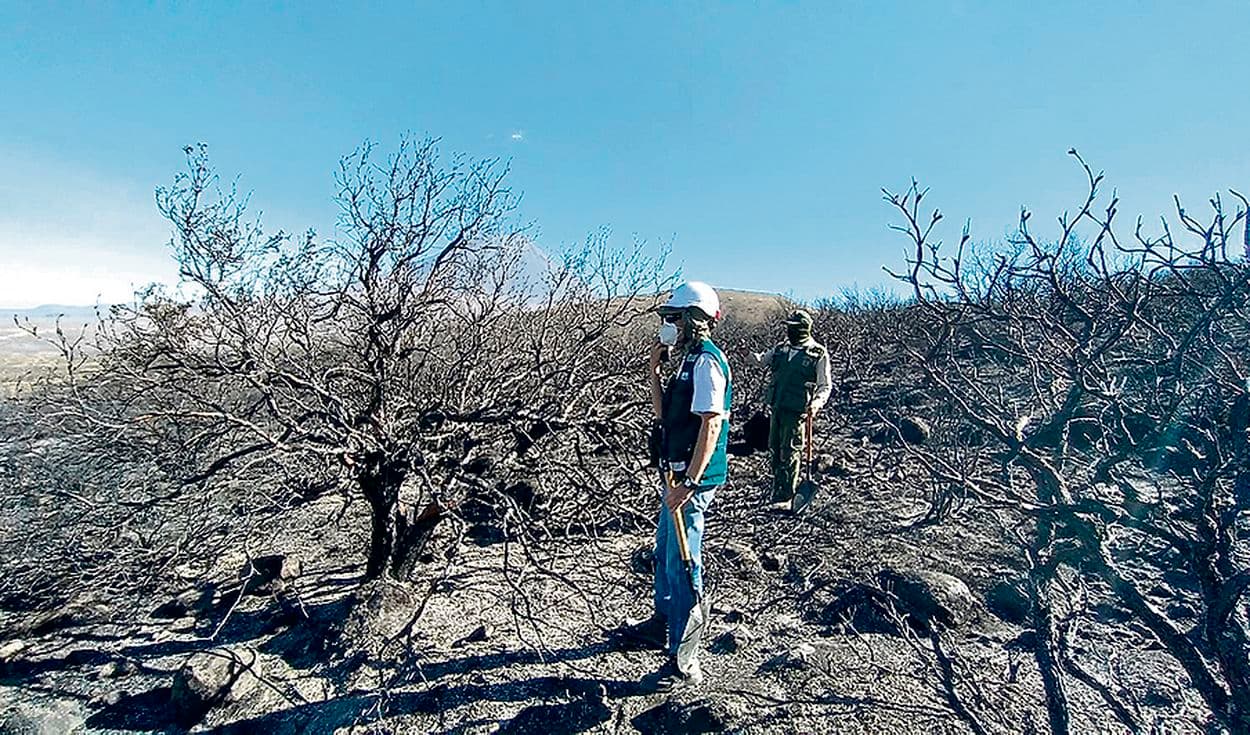 Incendio destruye queñuales en Chiguata