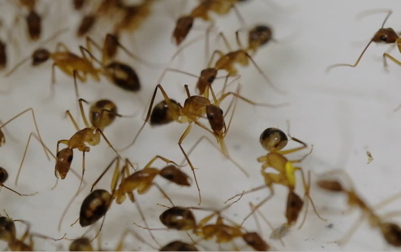 Descubren hormigas que amputan y curan extremidades